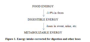 energy intake